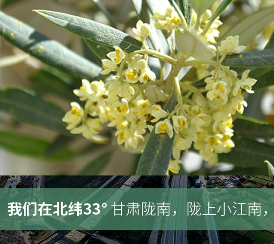 武都的氣候、土壤等與地中海沿岸極其相似，同處于世界頂級(jí)油橄欖黃金生產(chǎn)帶（32°58--33°36）年平均氣溫為14.7°，年日照時(shí)數(shù)1911..